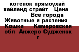 котенок прямоухий  хайленд страйт › Цена ­ 10 000 - Все города Животные и растения » Кошки   . Кемеровская обл.,Анжеро-Судженск г.